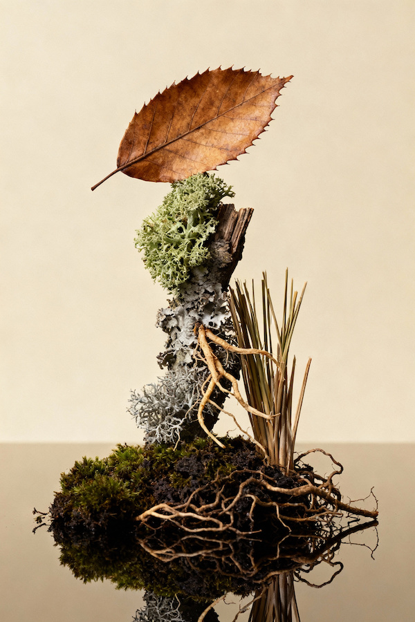 Option: Moss Chypre base